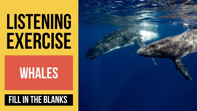киты аудирование на английском языке с ответами и переводом 