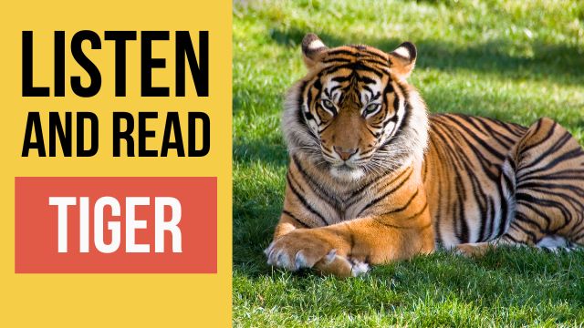 тигры текст на английском с переводом и аудио 