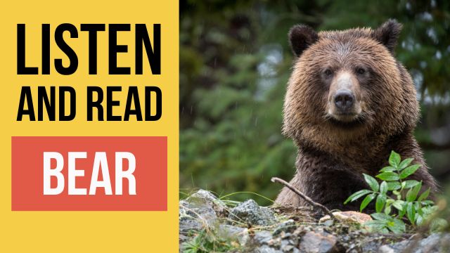 медведь текст на английском языке с переводом и аудио 
