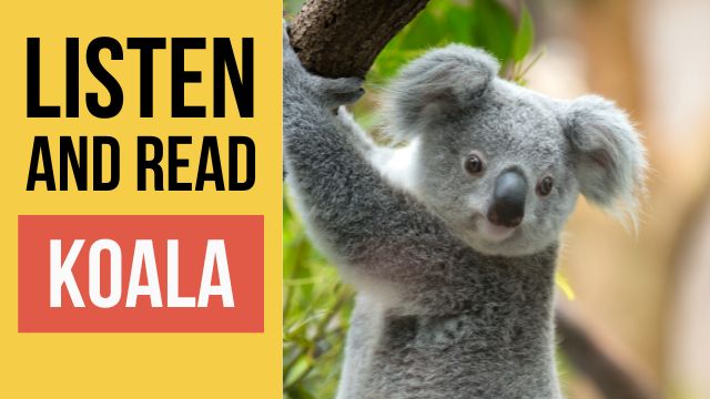 коала текст на английском языке с переводом и аудио 