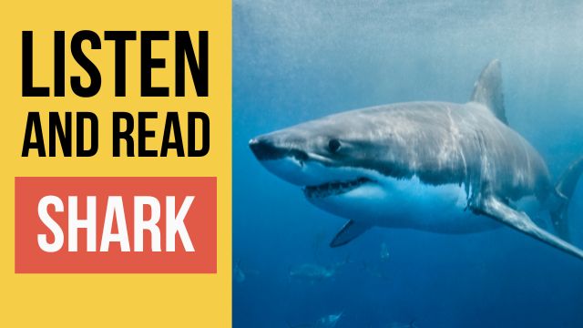 акула текст на английском языке с переводом и аудио 