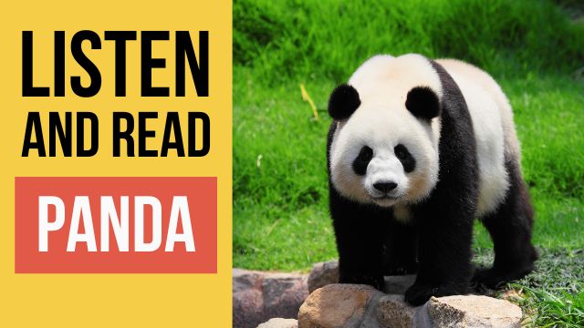 панда текст на английском языке с переводом и аудио 