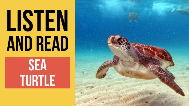 морская черепаха текст на английском с переводом и аудио 